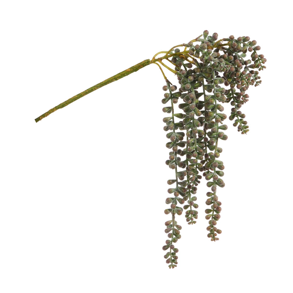 Donkey Tail Succulent Stem
