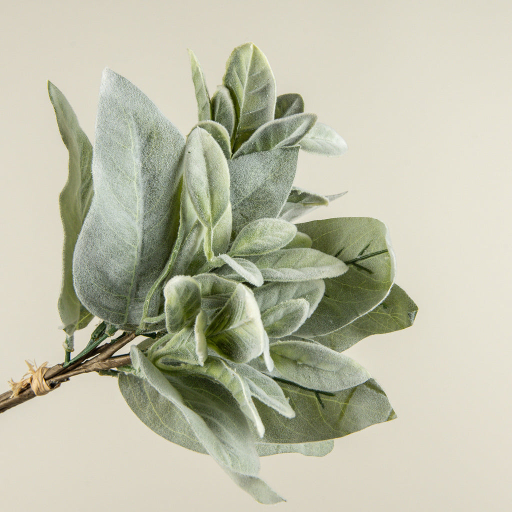 Lambs Ear Bundle
