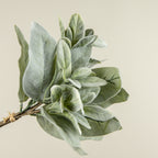 Lambs Ear Bundle