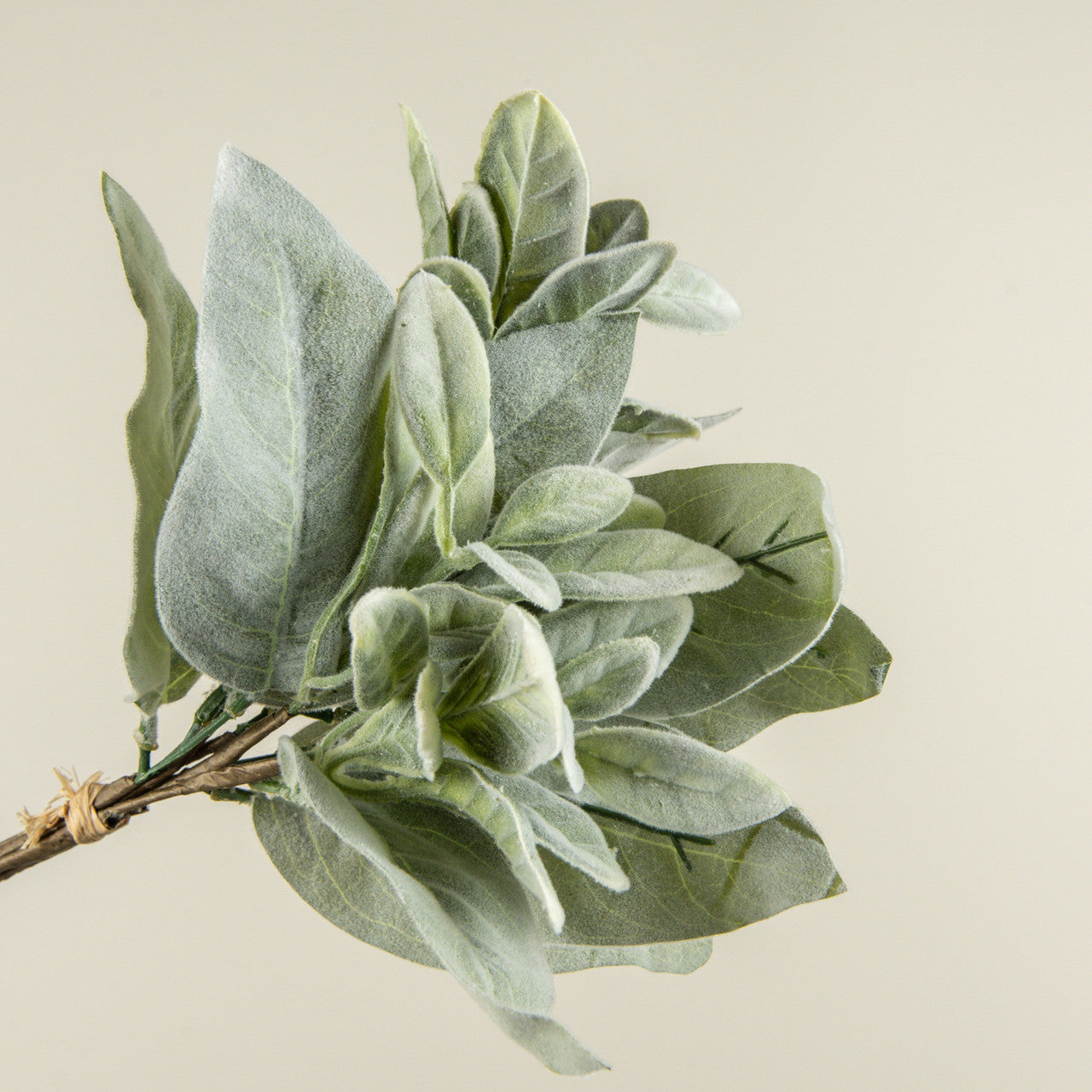 Lambs Ear Bundle